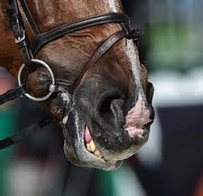 Das Pferd hat aufgrund des extrem festgezogenen Sperrriemens eindeutig Atembeschwerden. Quelle: Internet