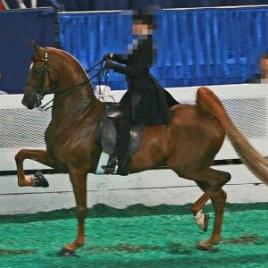 Ein Saddlebred (Saddle Seat) zeigt hier die übertriebene Vorderbein-Aktion mit hohlem Rücken und nach hinten heraustretender Hinterhand. Quelle: Wikipedia