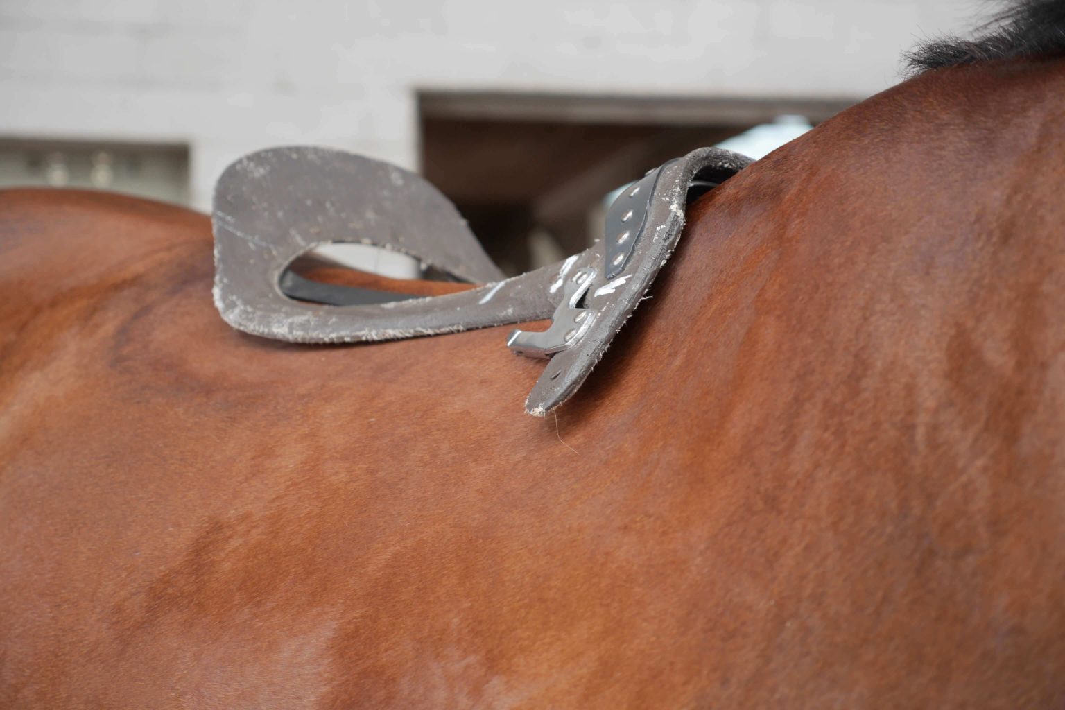 Die Sattelpassform und der Sattelbaum • Schleese Sattel